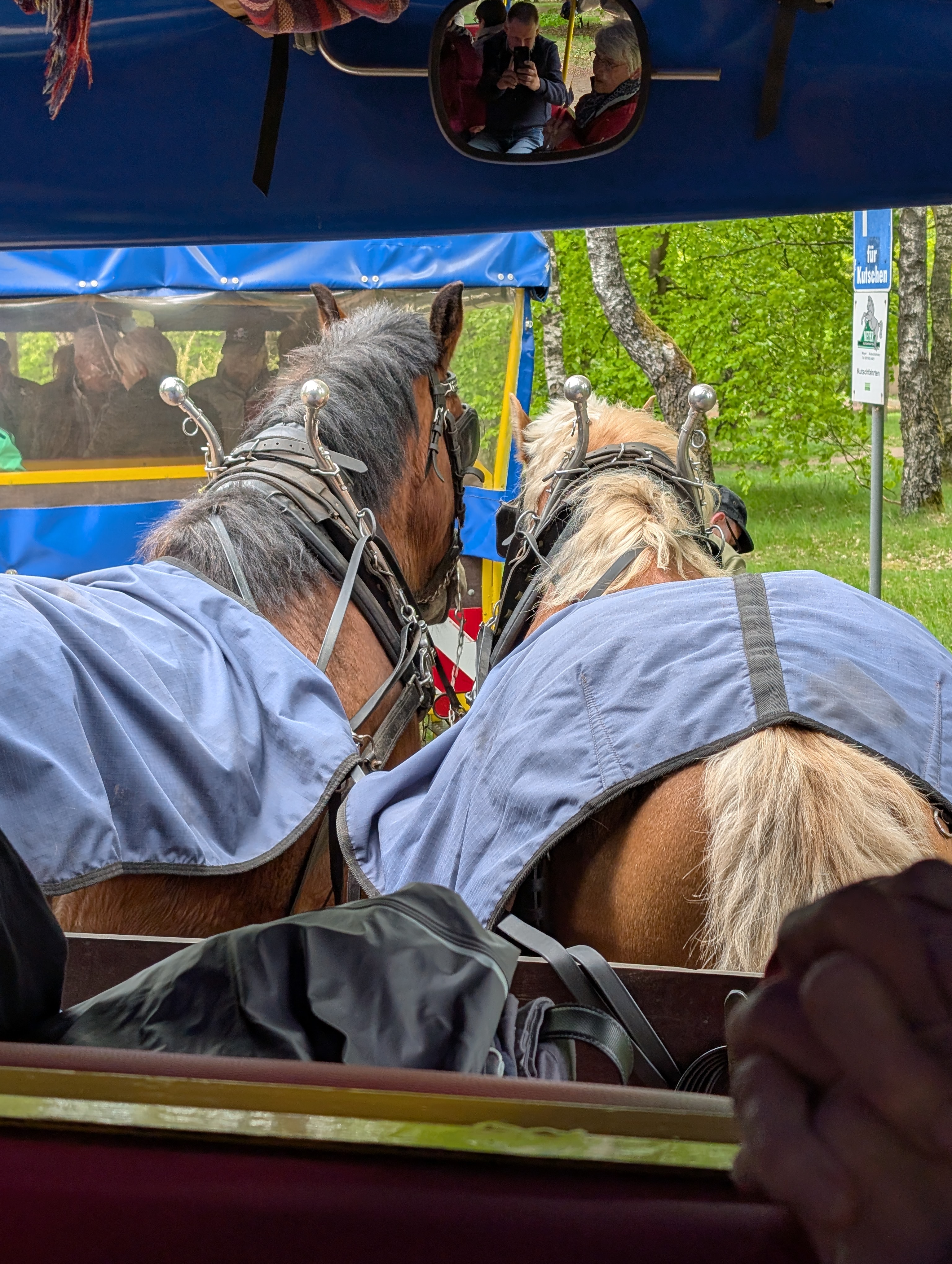 Pferde aus Kutsche fotografiert