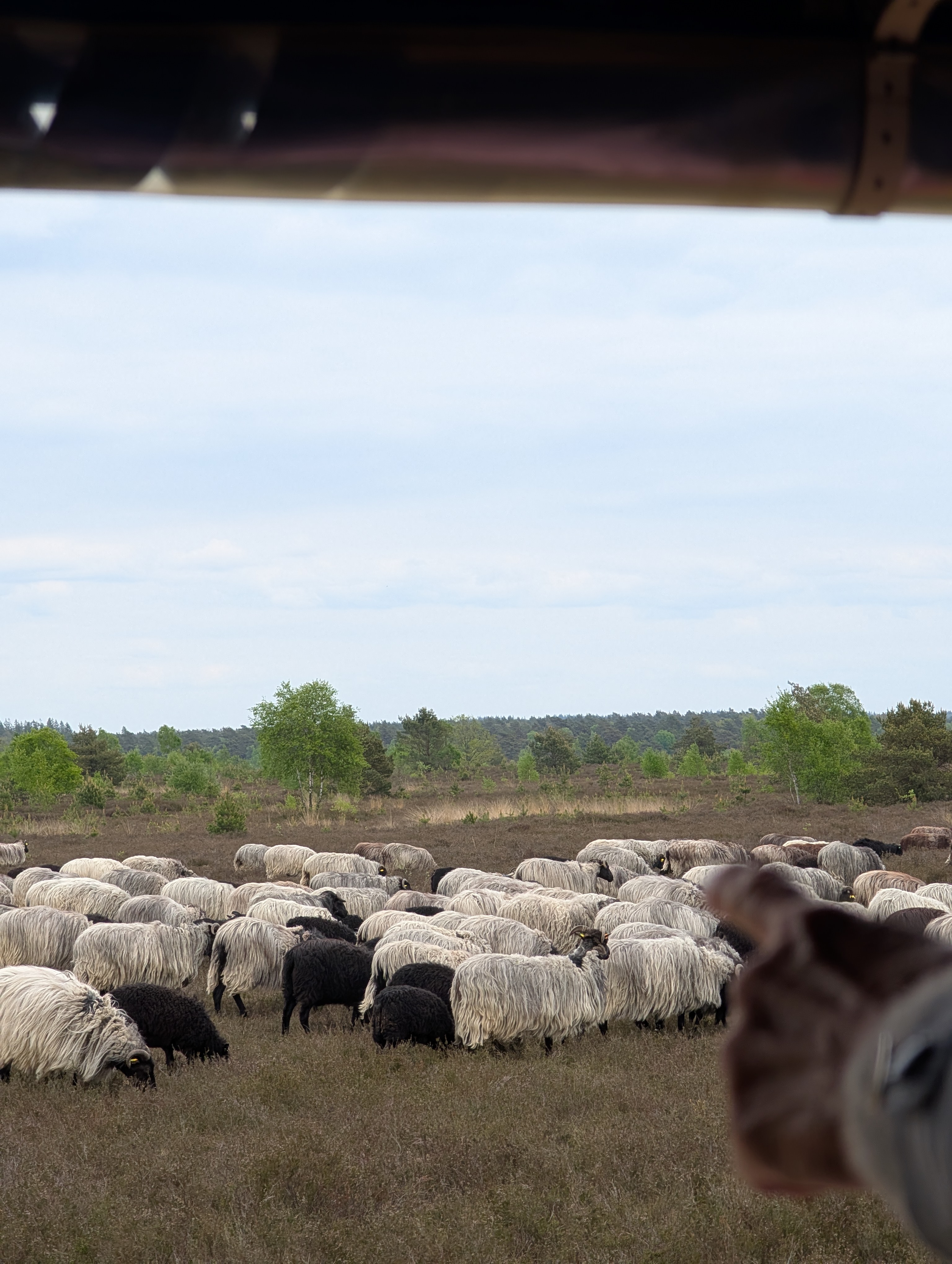 Heidschnucken in der Heide